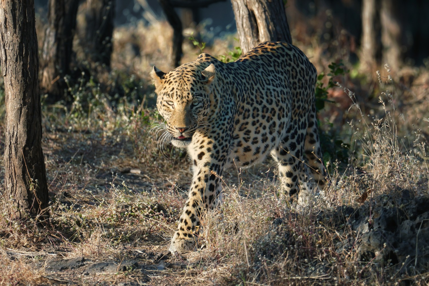 The African leopard roams vast savannas and forests, blending perfectly into the wild.