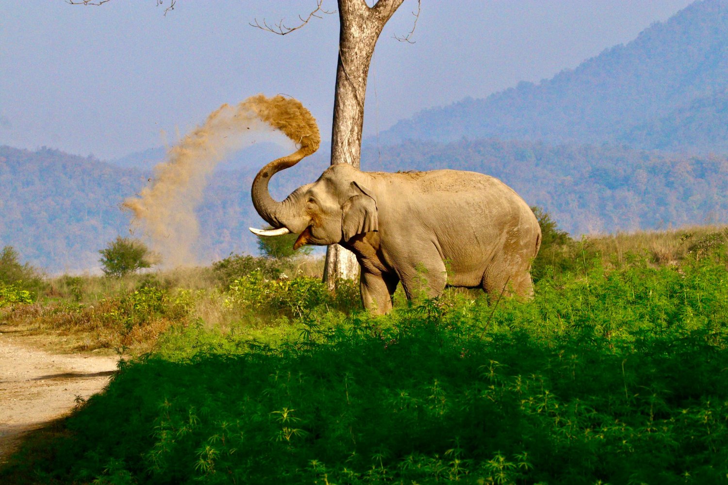 The elephant flings sand onto its back to cool down and protect its skin.