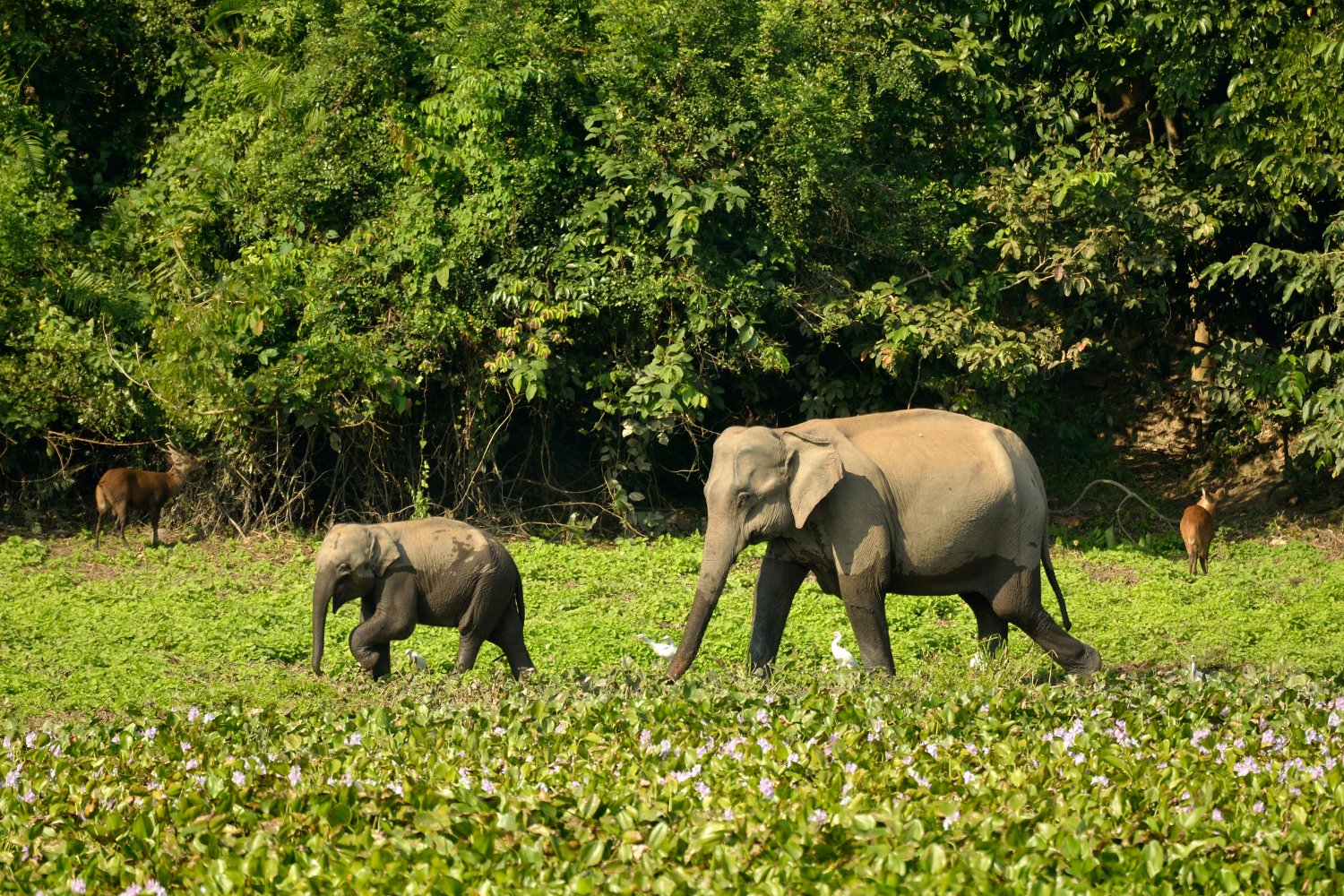 Conservationists protect elephants via patrols and habitat restoration.