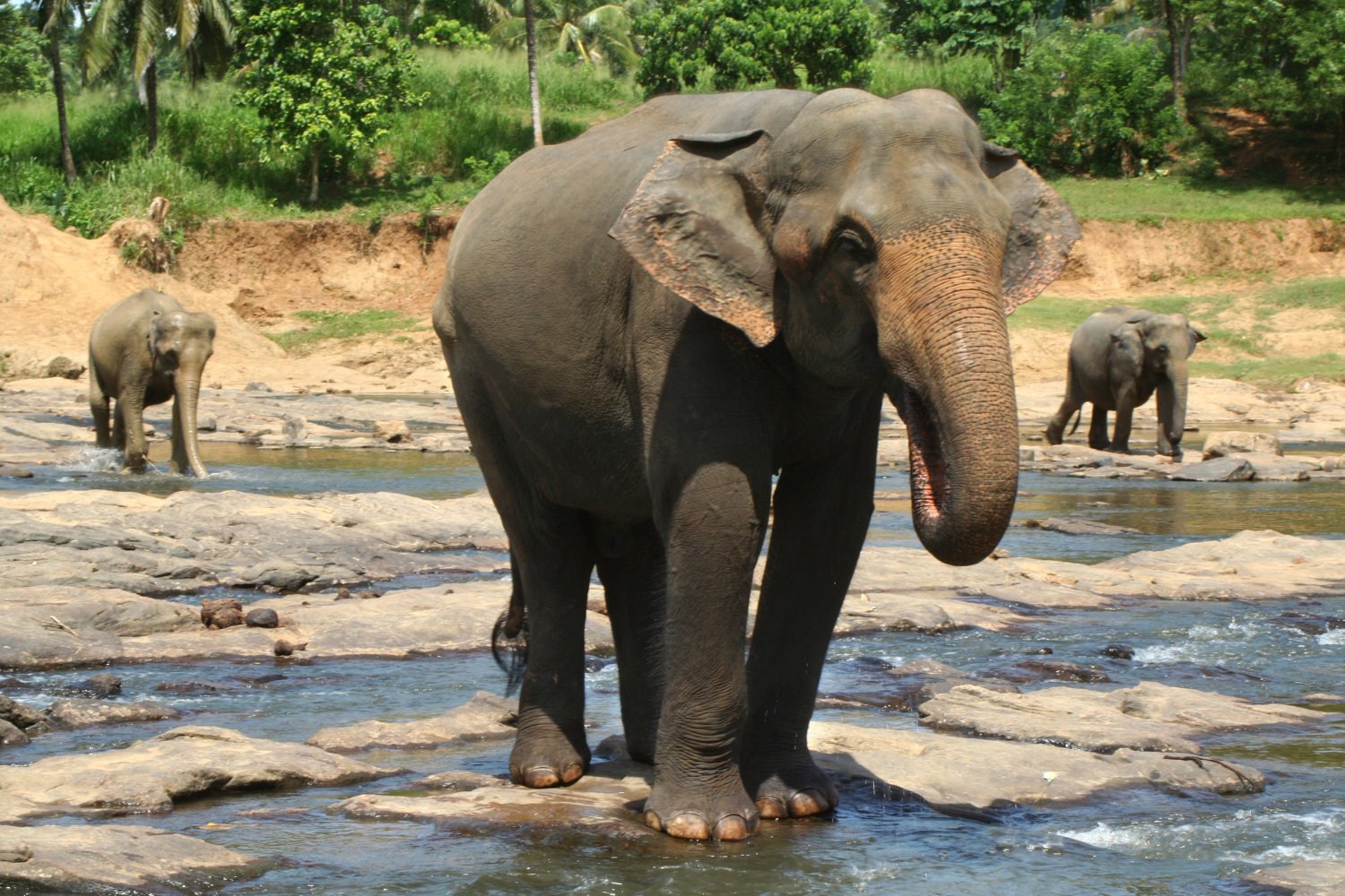 The Asian elephant is Asia’s largest land mammal, smart and gentle by nature.