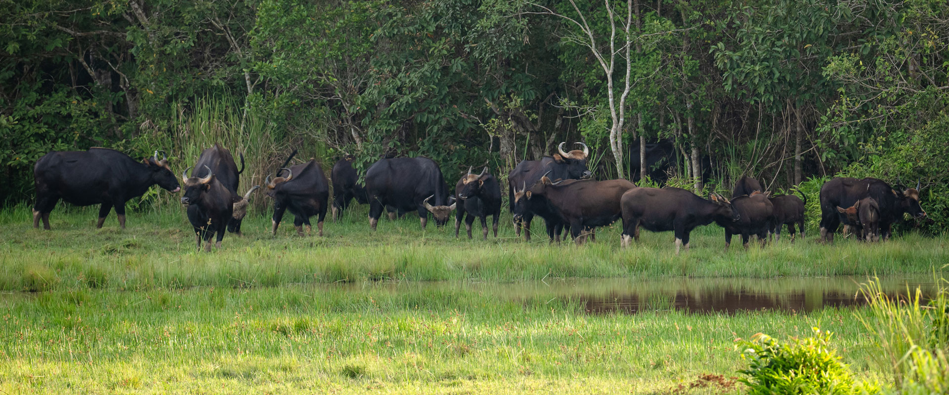 The Wild Gaur Herds of Cat Tien