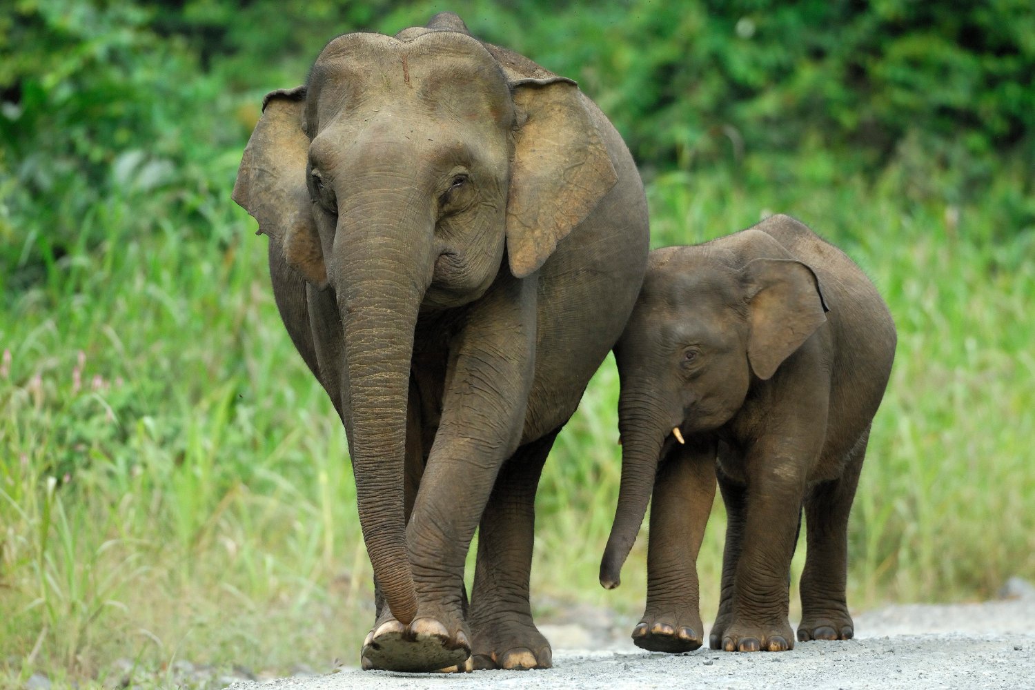 Bornean elephants display gentler behavior and unique physical traits.