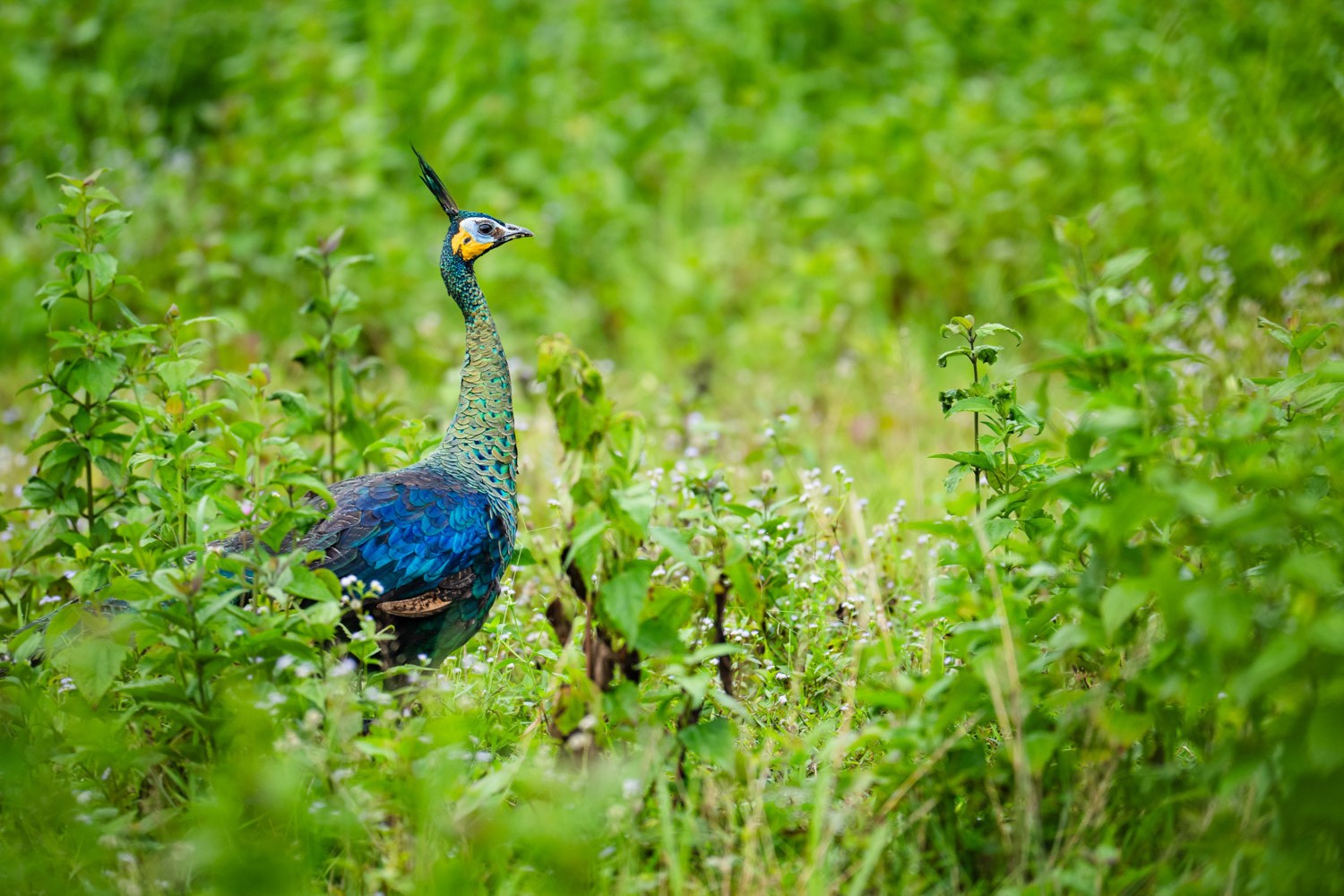 Green Peafowl