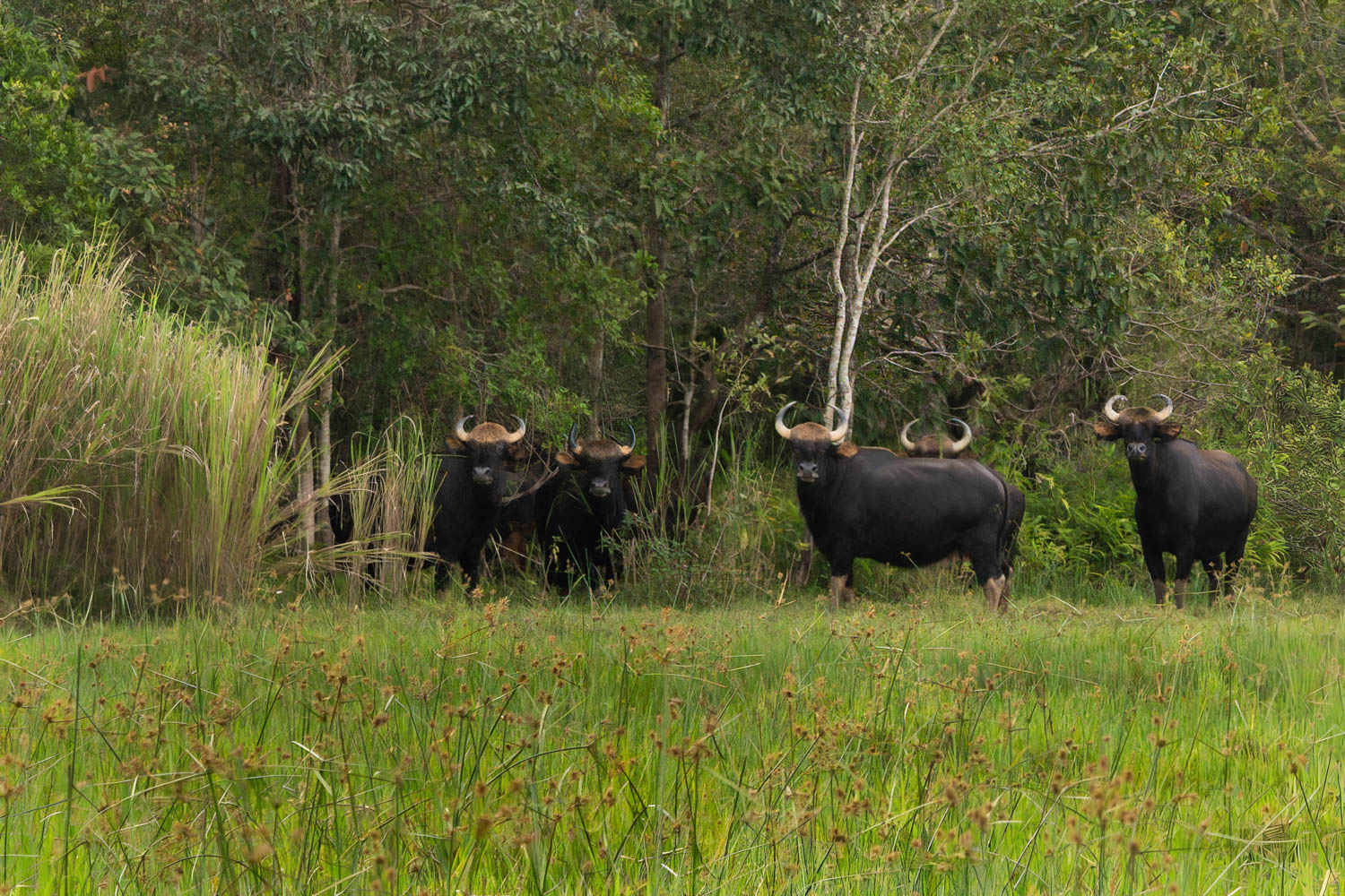 A group of adult gaurs standing alert at the forest edge during daylight.