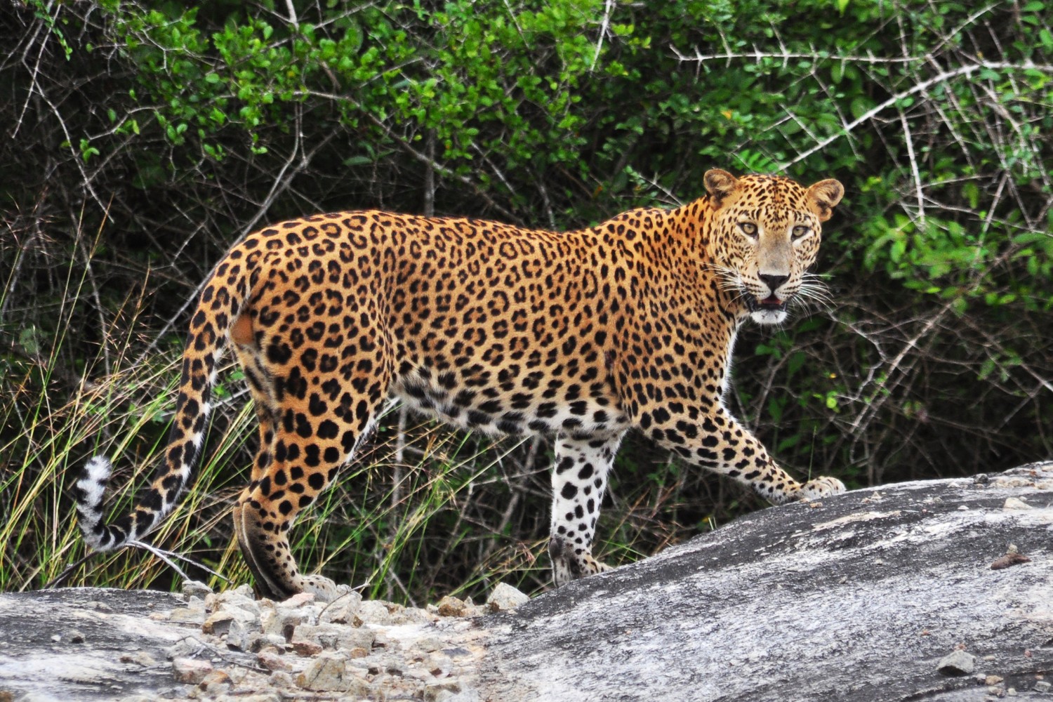 The leopard shows incredible strength, agility, and stealth in every move.
