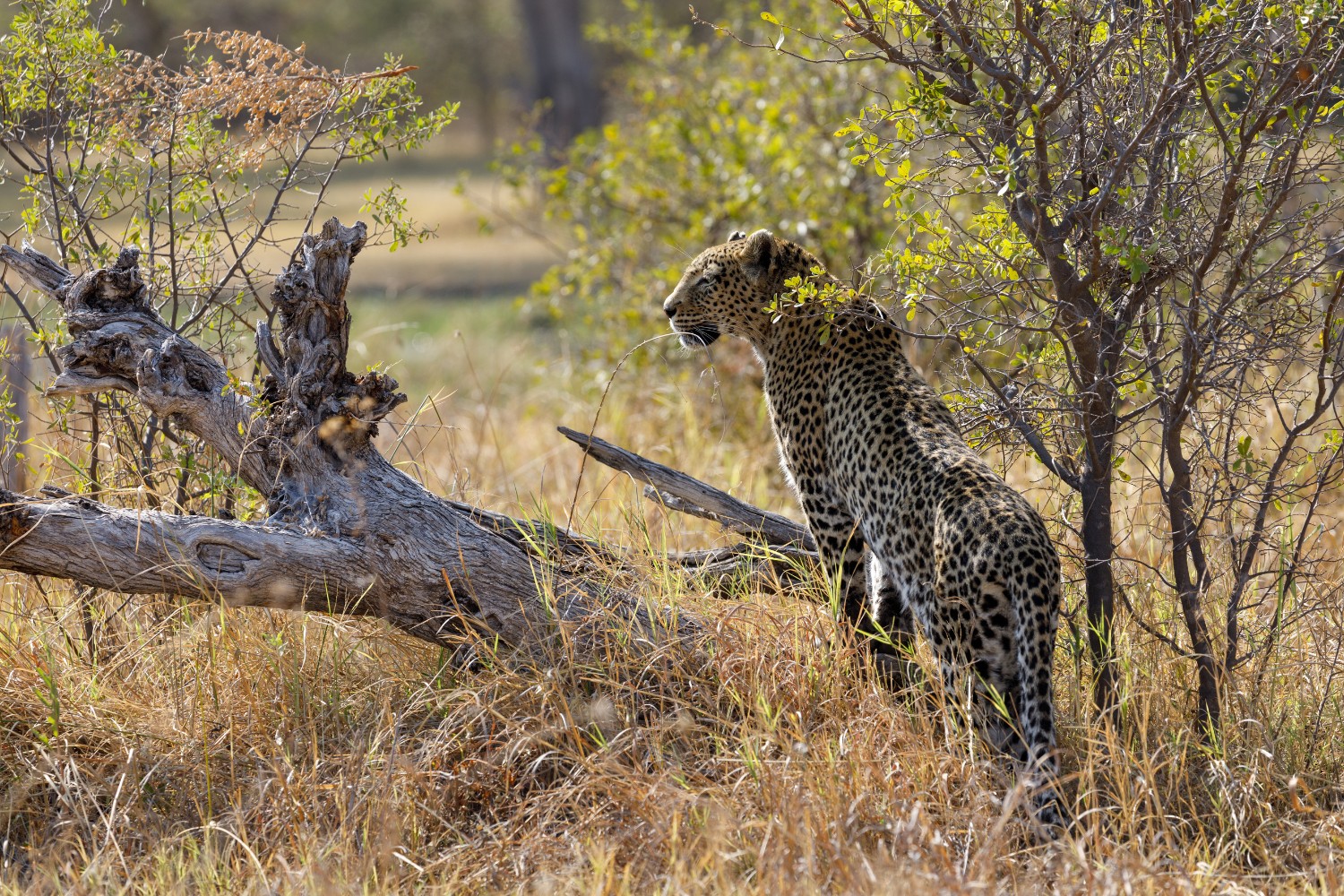 Leopards hunt antelopes, monkeys, and small mammals with precision.