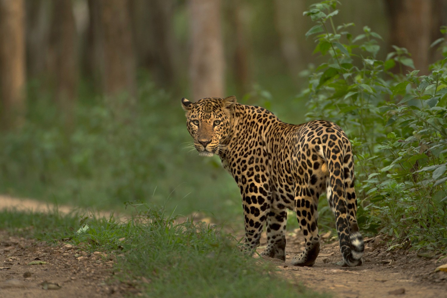 Leopards live across Africa and Asia, adapting to many environments.