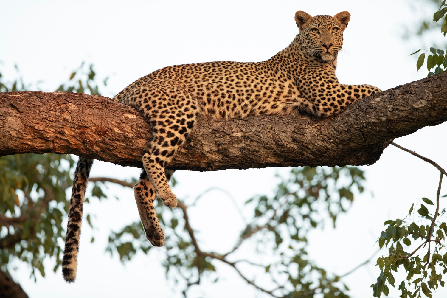 A leopard often rests high in trees, where it relaxes and guards its prey.