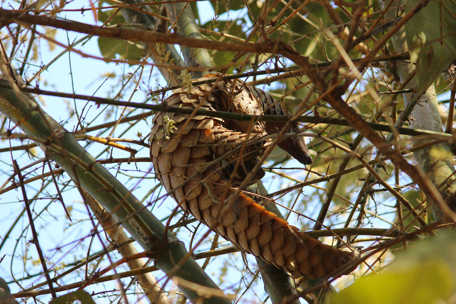 A pangolin gracefully climbs from branch to branch