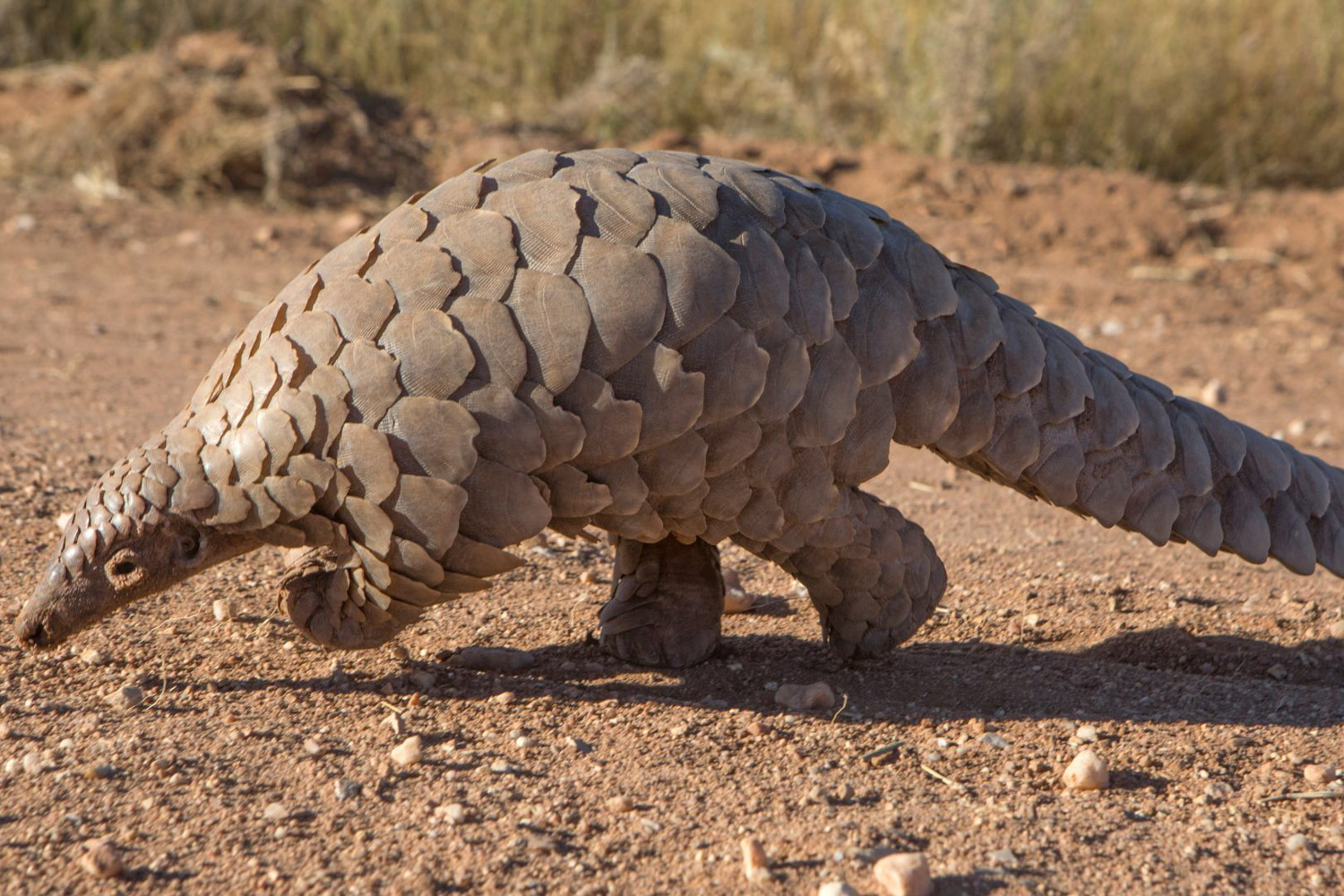 A pangolin walks slowly on the ground