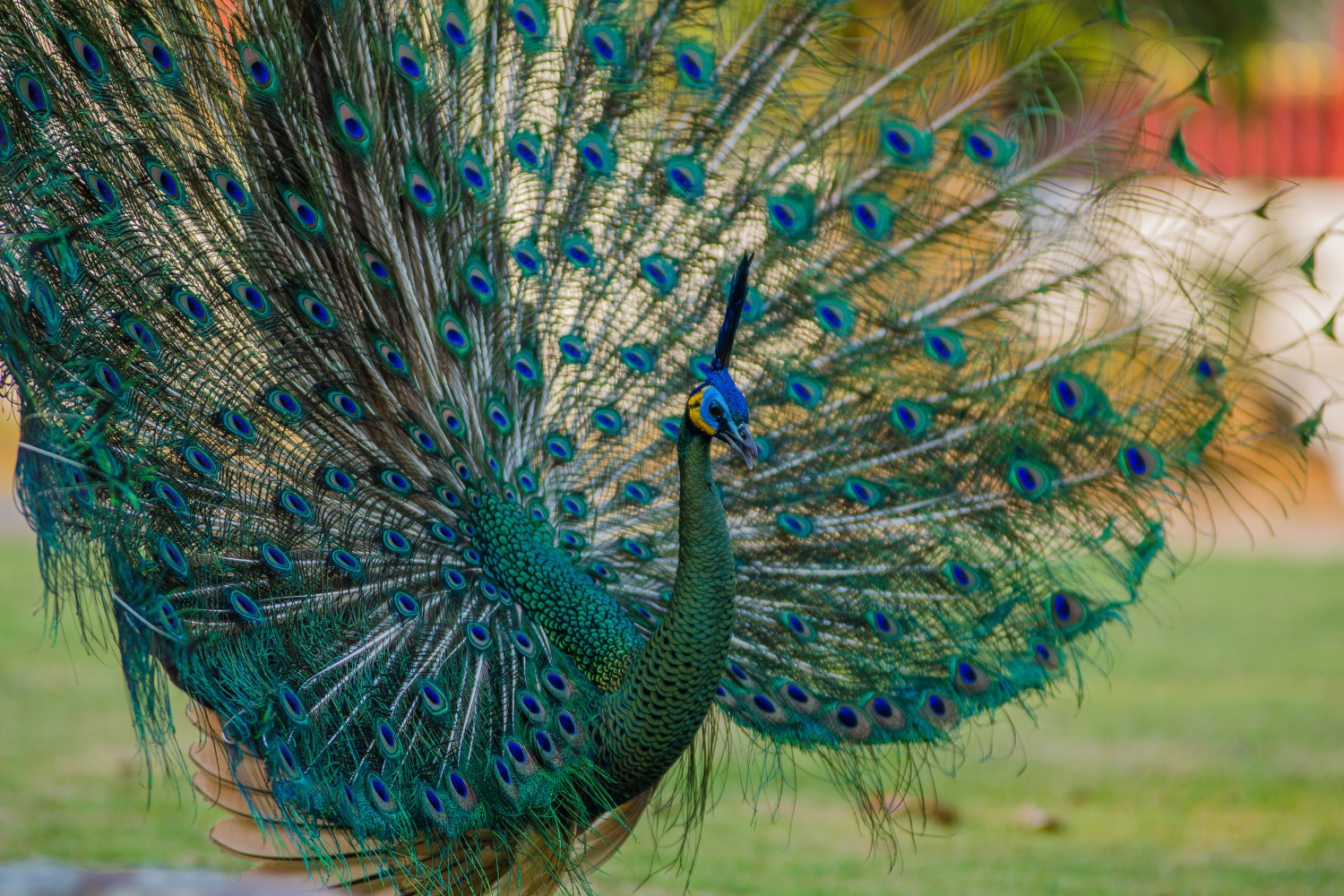The Peacock fans out his dazzling tail feathers to attract a mate.