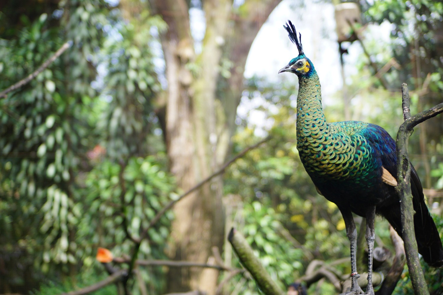 A majestic peafowl perches gracefully on a tree branch, scanning the forest below.