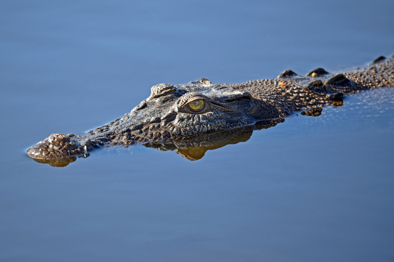 A saltwater crocodile gliding silently across the water’s surface.