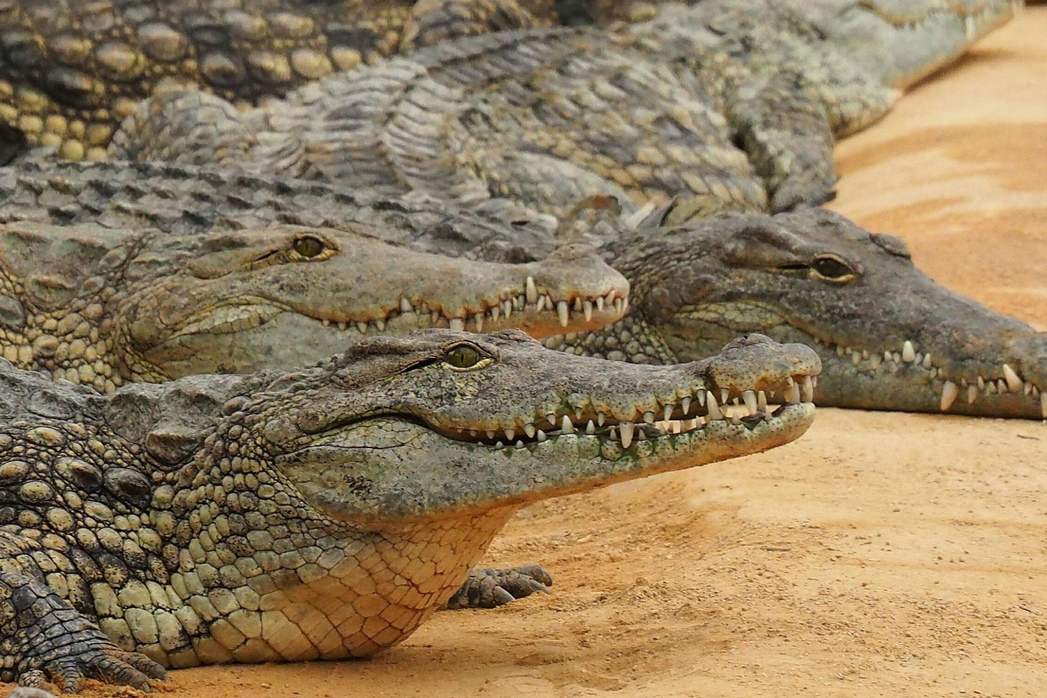 A group of saltwater crocodiles bask side by side on a riverbank.