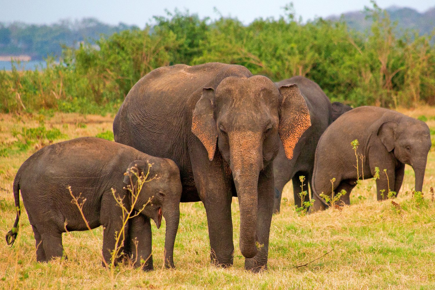 The Sri Lankan elephant thrives in lush forests with abundant water.