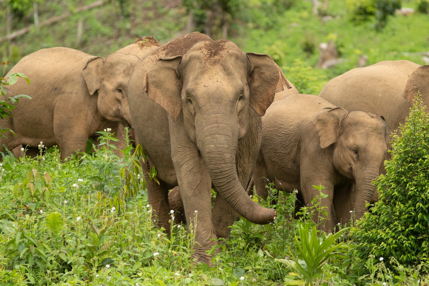Sumatran elephants, smaller in size, inhabit dense island jungles.