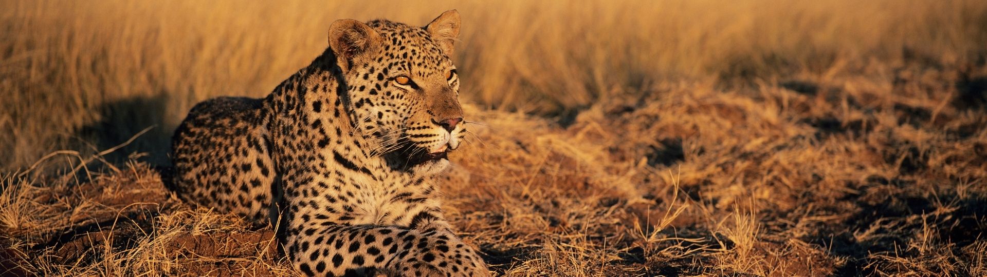 Wild Leopard