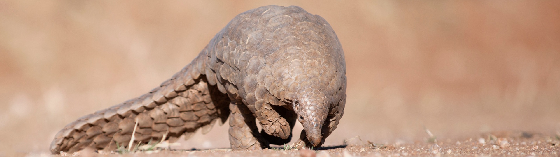 Wild Pangolin