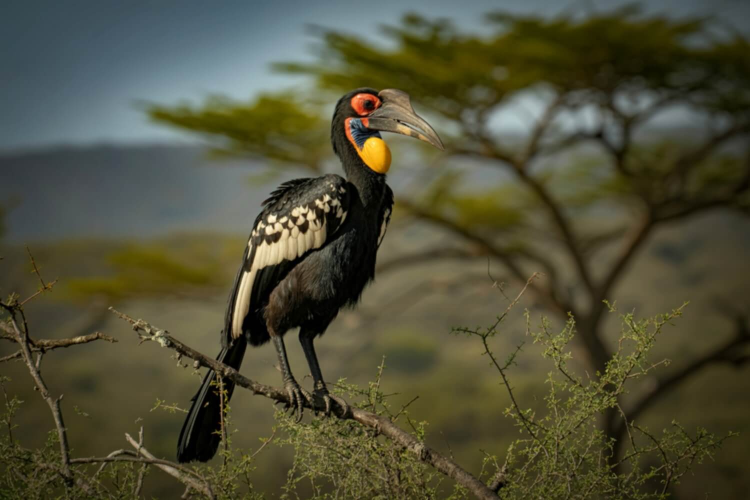 African hornbills roam dry savannas and hunt insects from the ground.