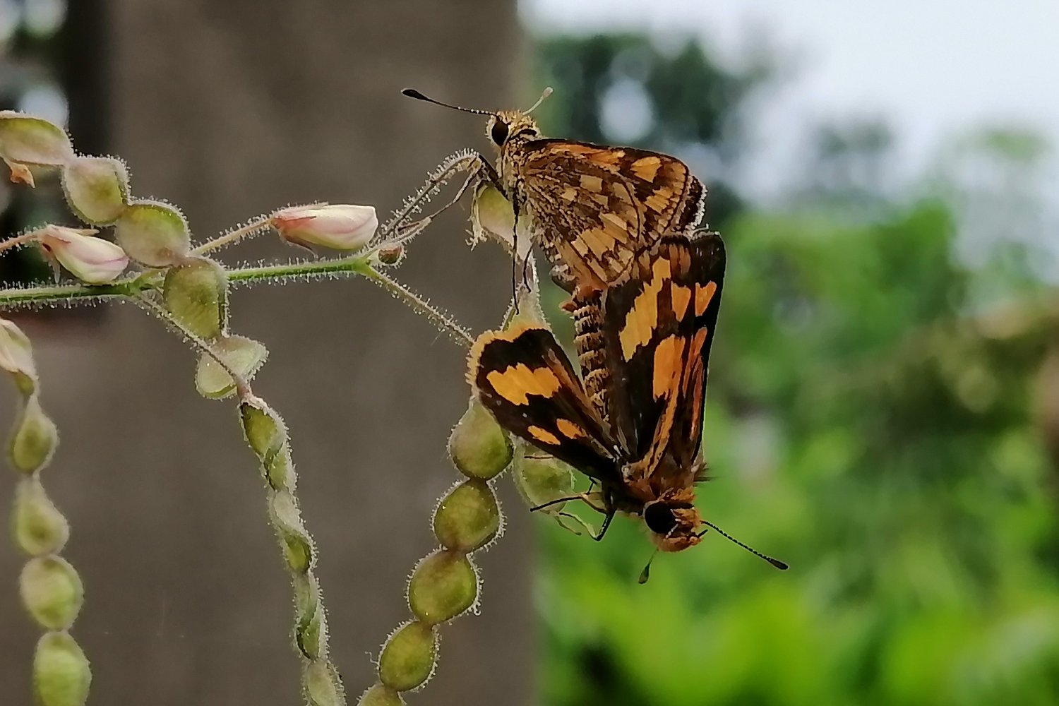 Butterfly mating involves complex courtship flights and pheromone cues.