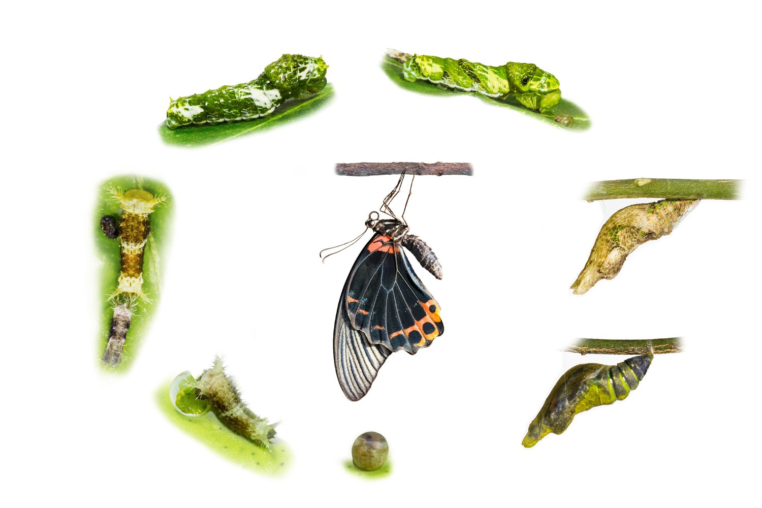 A butterfly’s life cycle includes four distinct developmental stages.