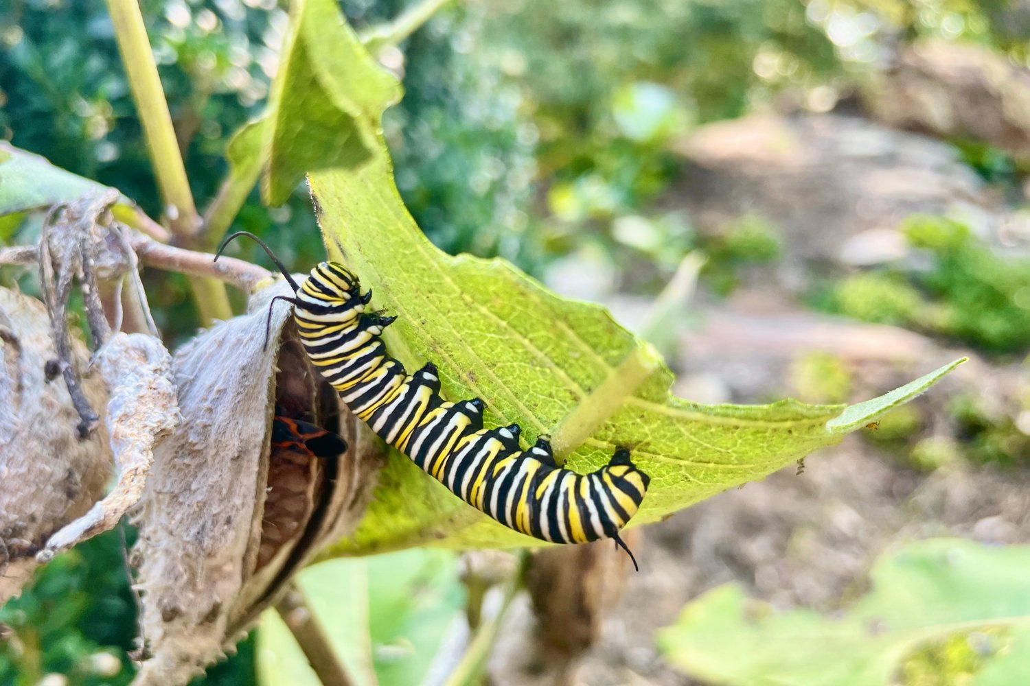 Caterpillars feed mainly on host plants chosen by female butterflies.