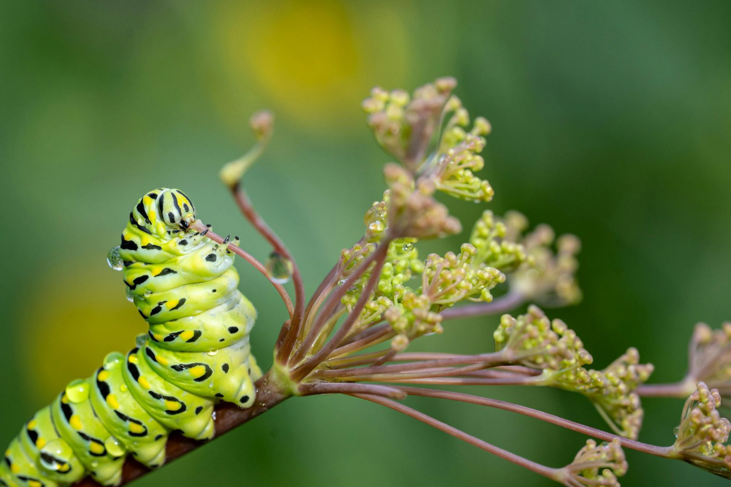 A caterpillar muches plant stems