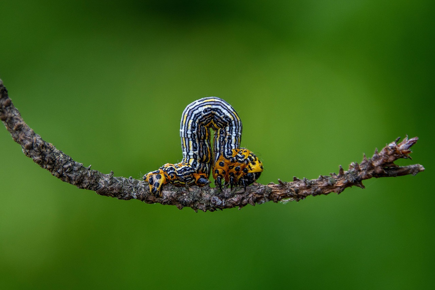 A caterpillar inches on a branch