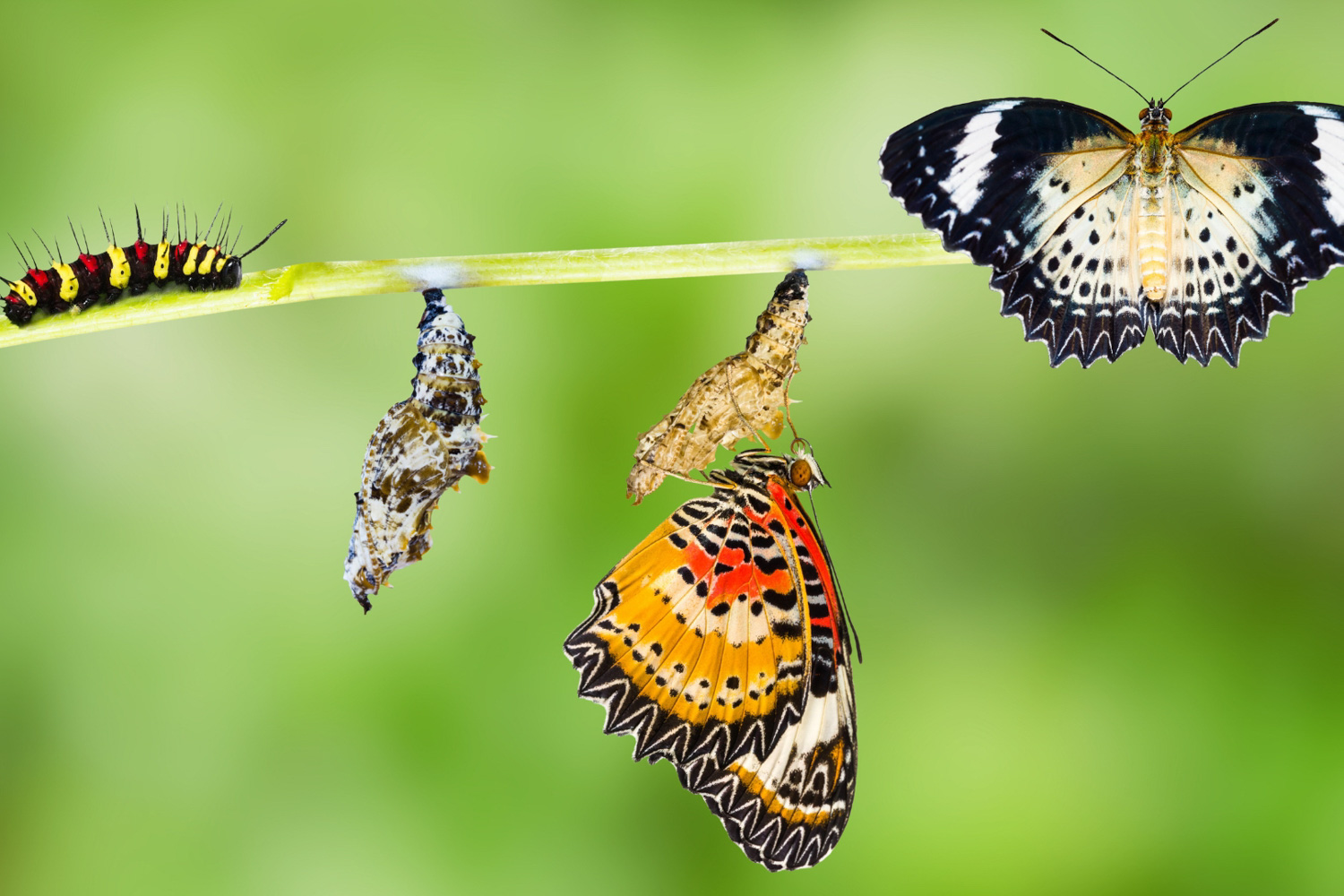 Caterpillar to butterfly metamorphosis
