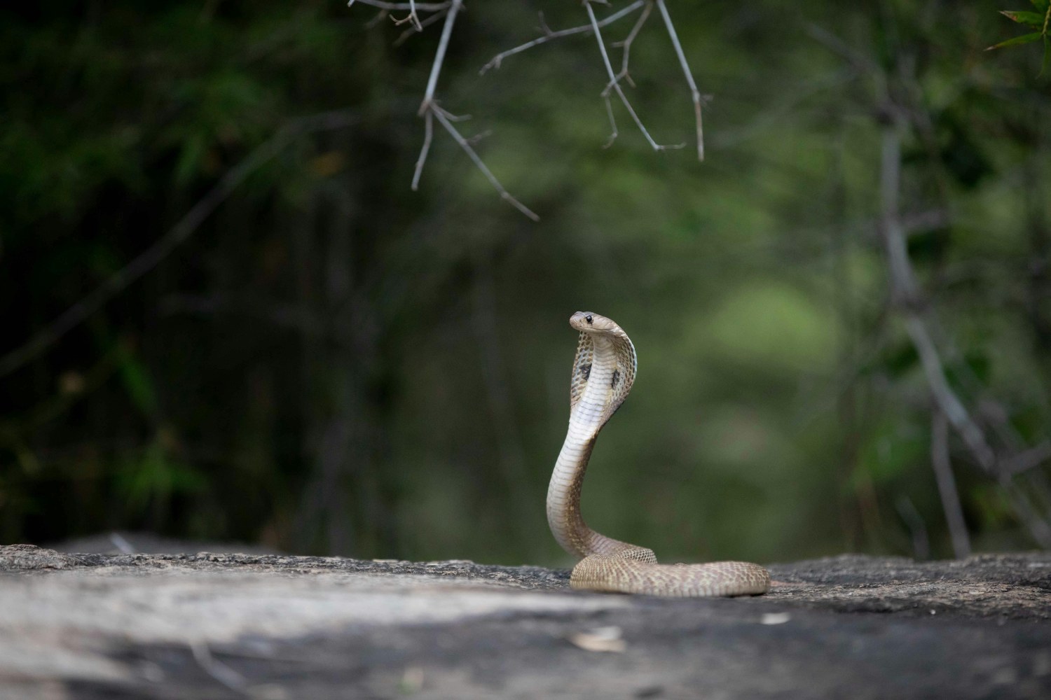 Scientists note that the snake’s hood expands widely when it feels threatened.