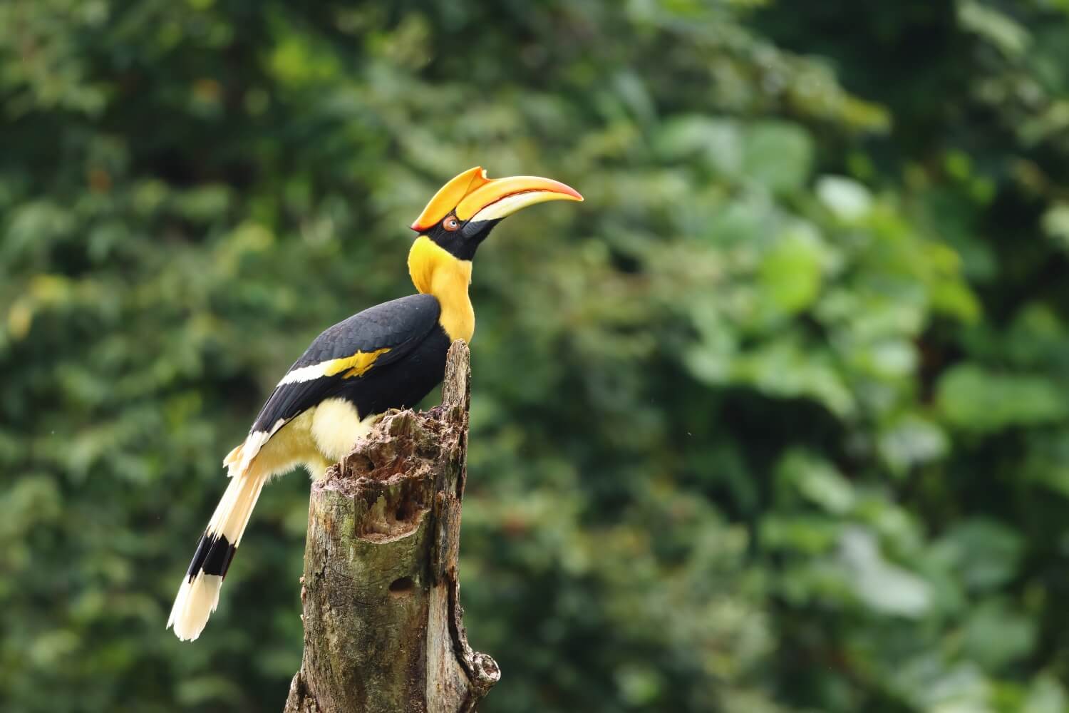 Hornbill