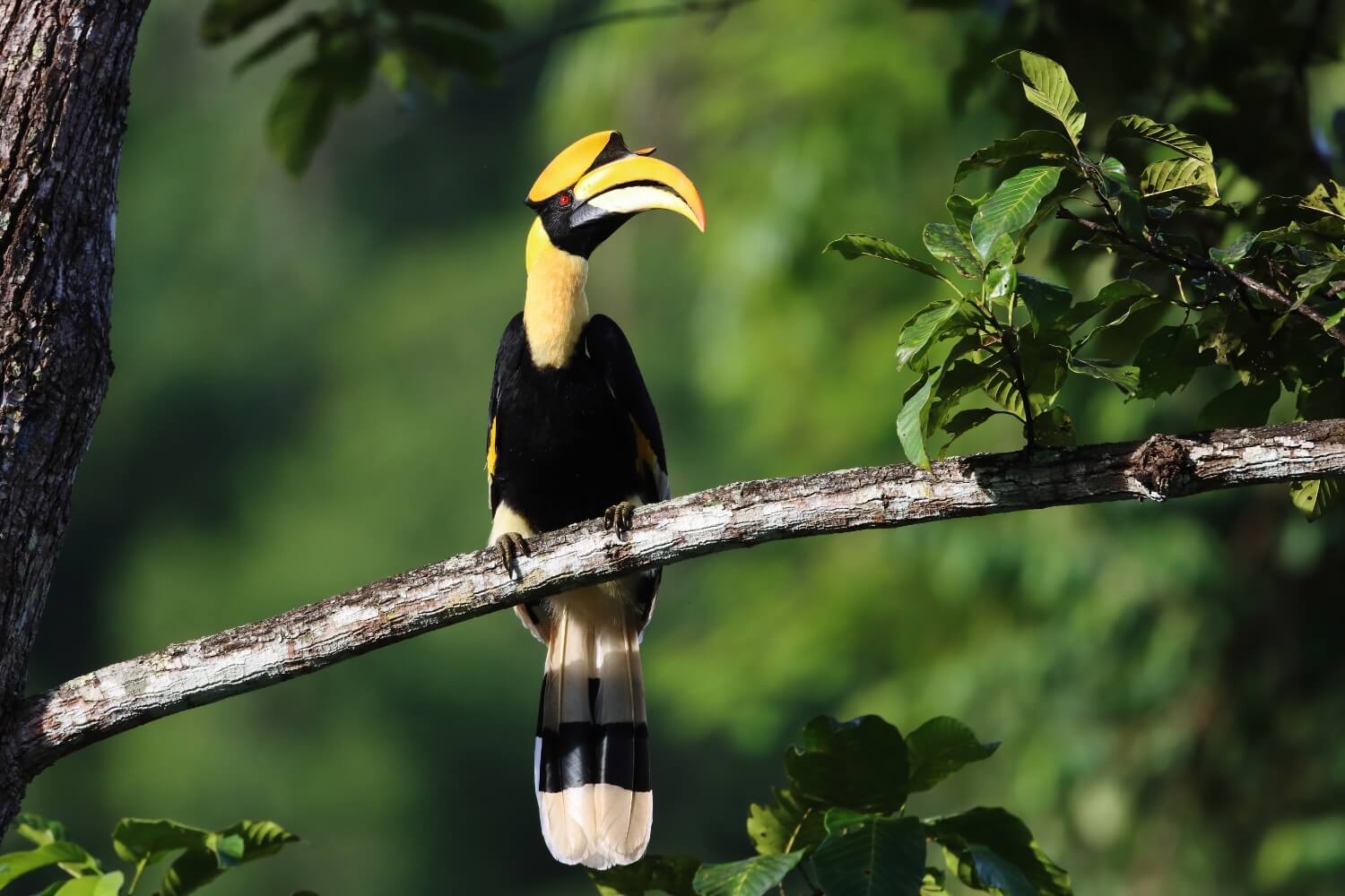 Cat Tien’s hornbills glide over tall canopies at dawn and dusk.