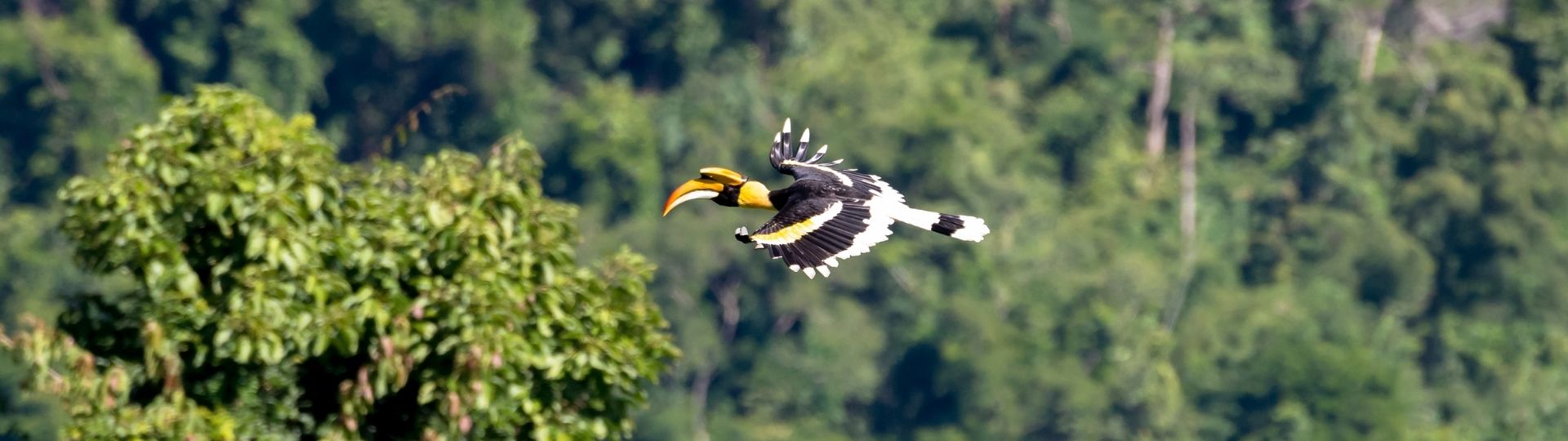 Hornbill