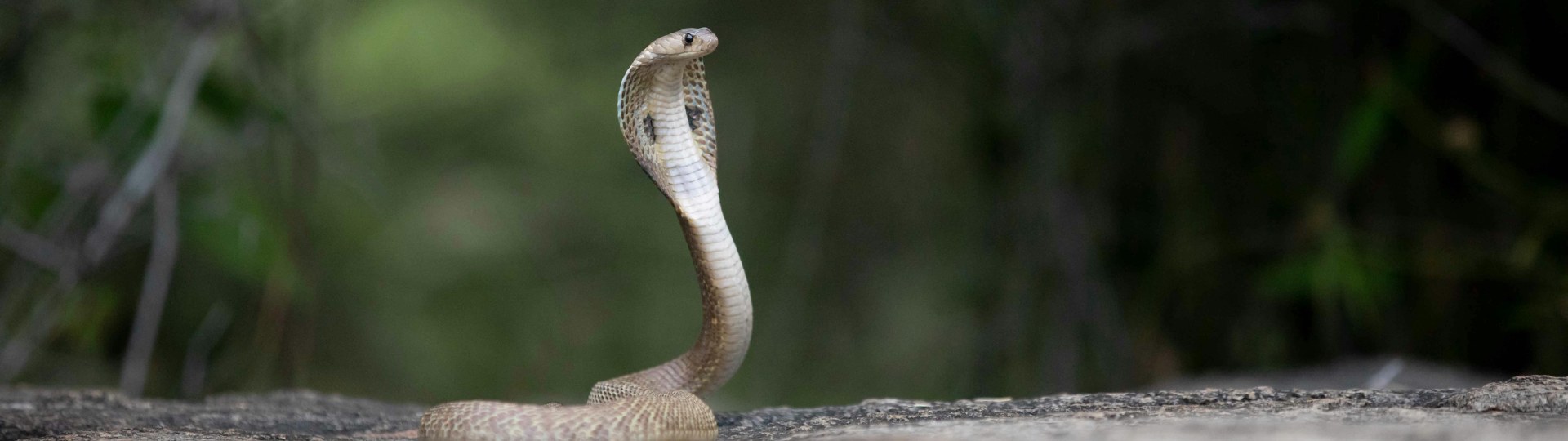 Wild King Cobra