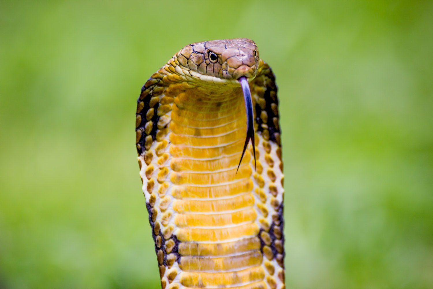 The King Cobra has a long, forked tongue.
