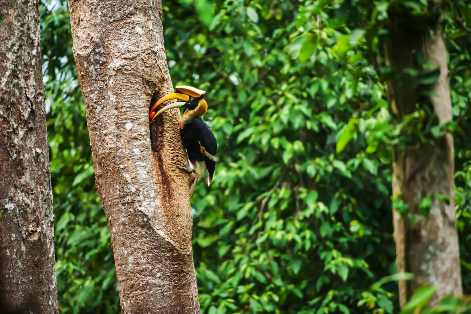 The male Great Hornbill brings fruit to feed the nesting female.