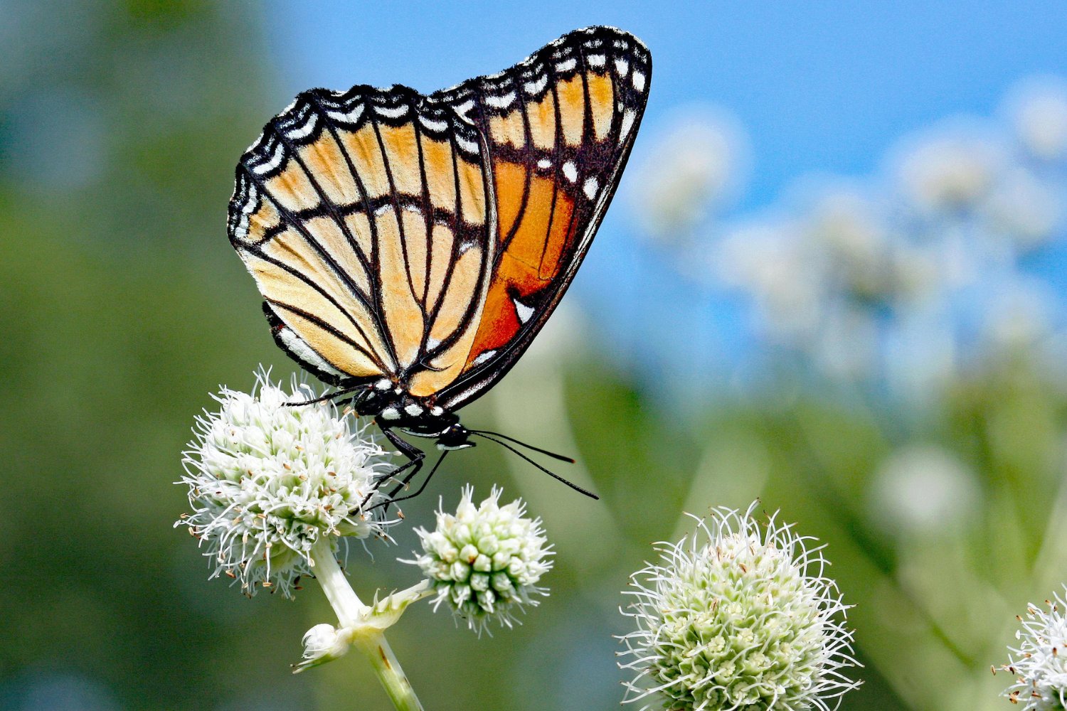 Monarch butterflies migrate remarkably far across North America.