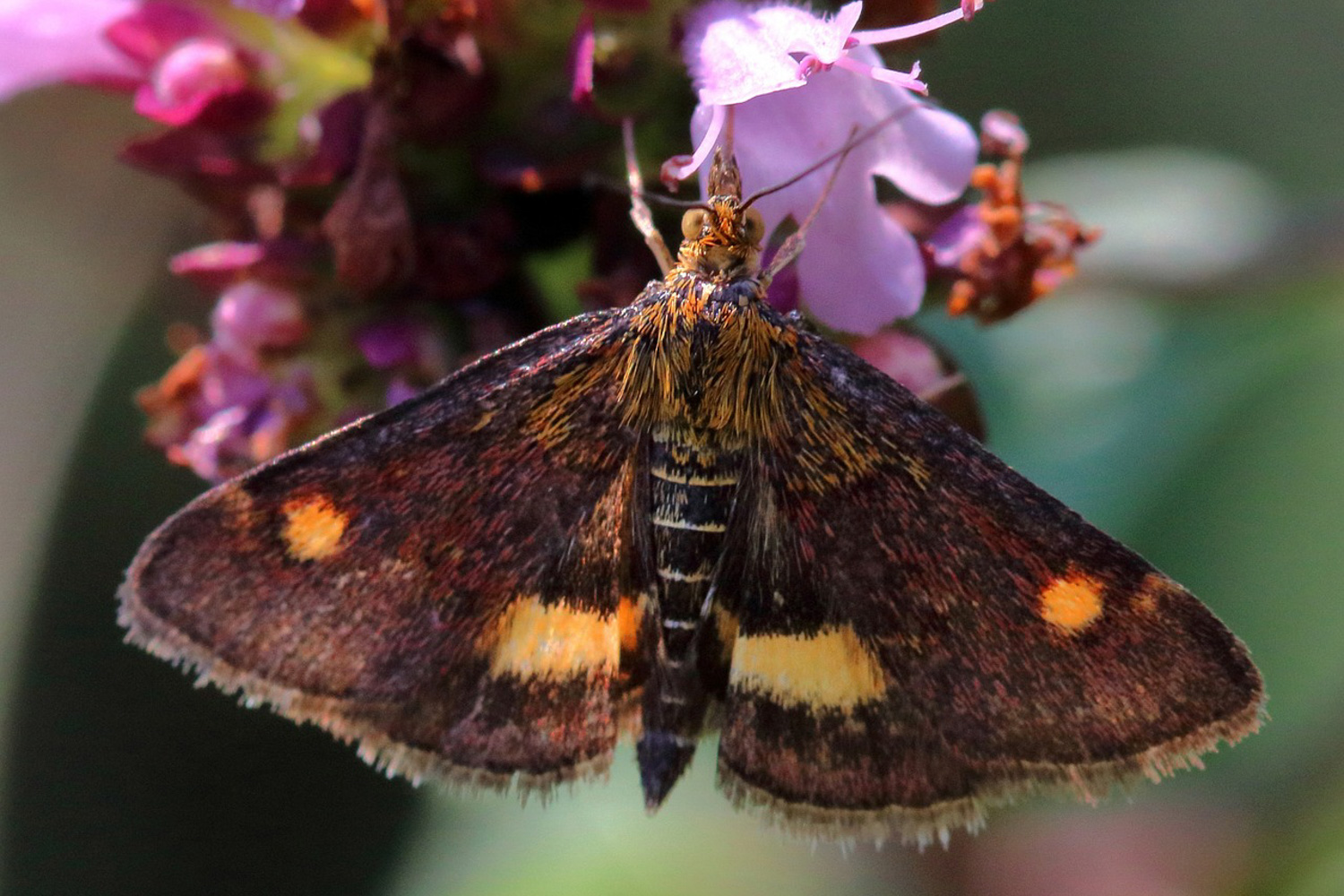 A colorful moth resting on a flower