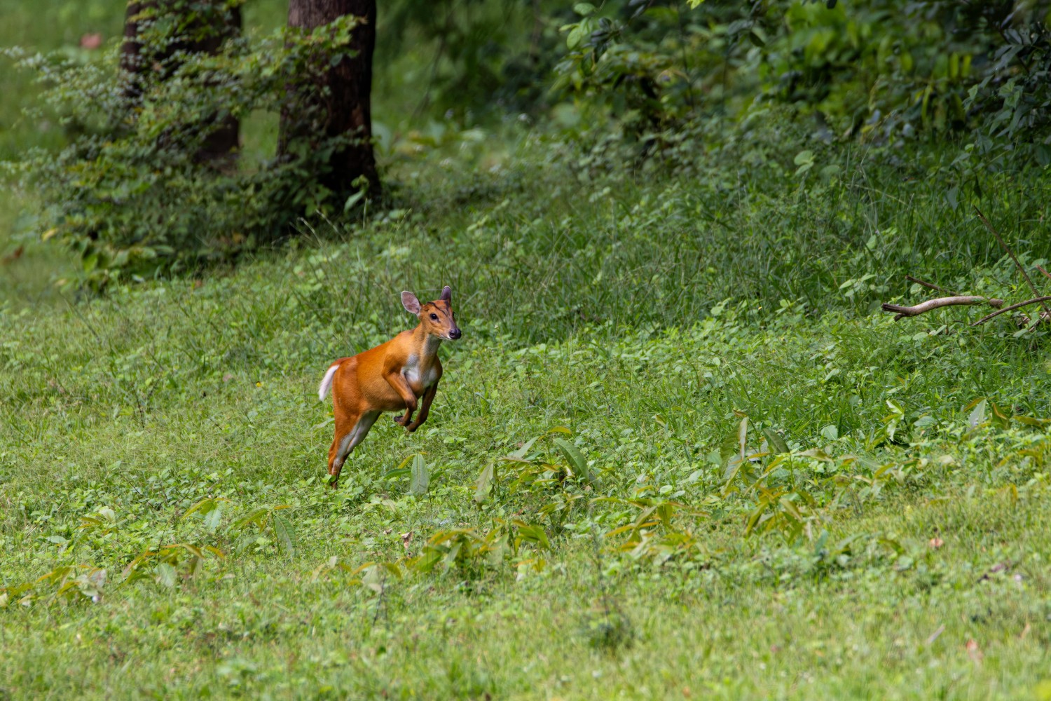 Each muntjac guards a small territory marked by scent and vocal calls.