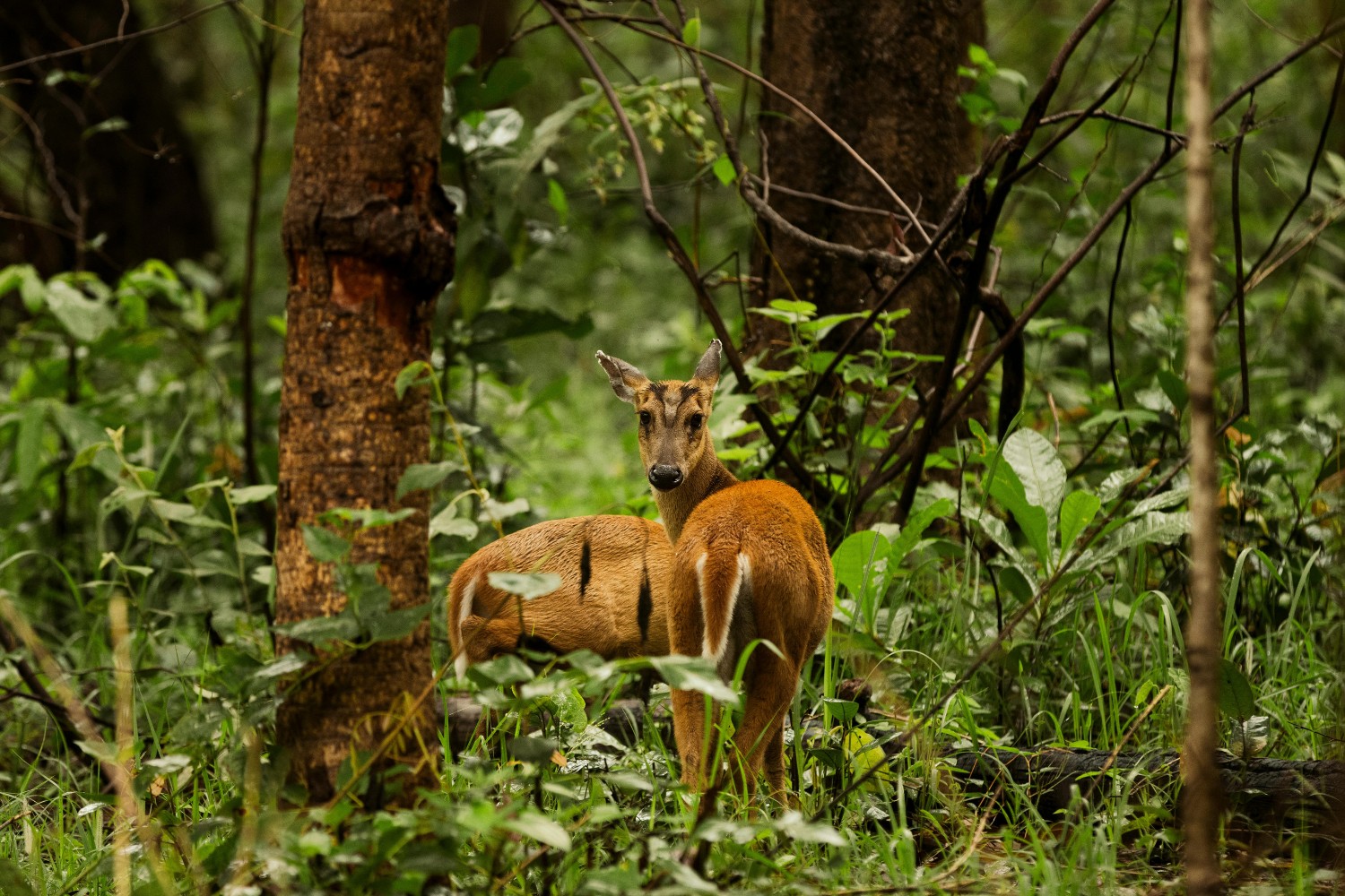 Leopards and dholes hunt them, but muntjacs flee fast and bark loudly.
