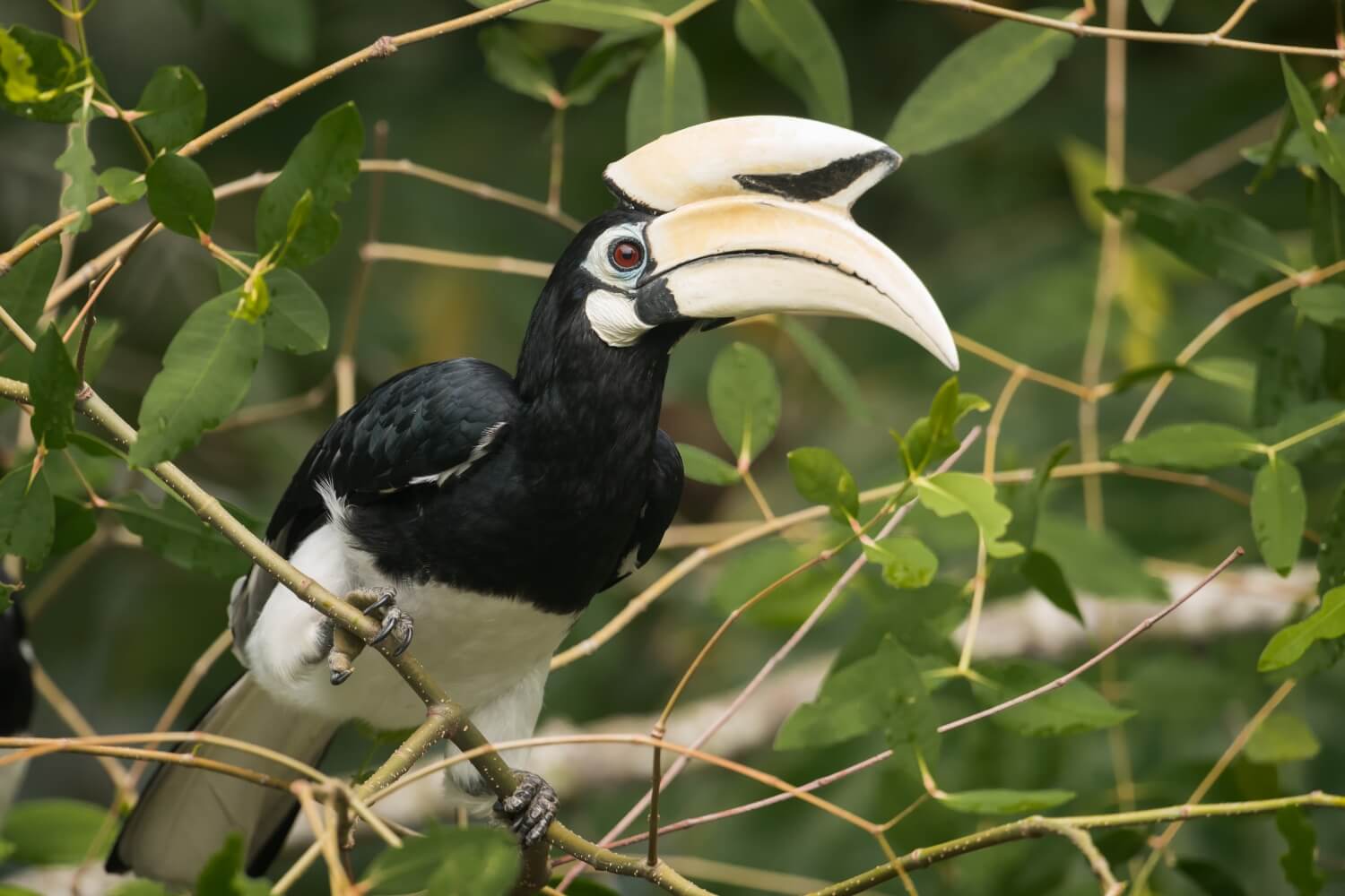 The Oriental Pied Hornbill often thrives near forest edges.