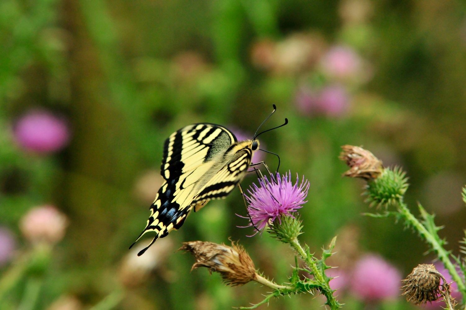 Papilionidae butterflies are known for their bold tails and vivid wings.