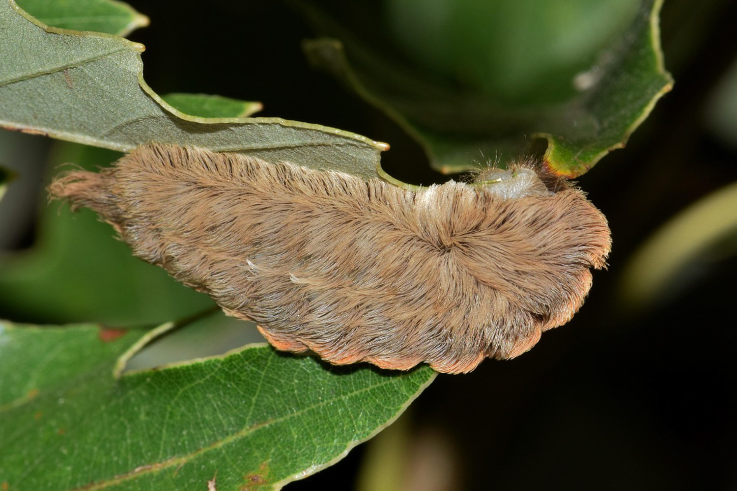 Highly venomous puss caterpillar on a leaf