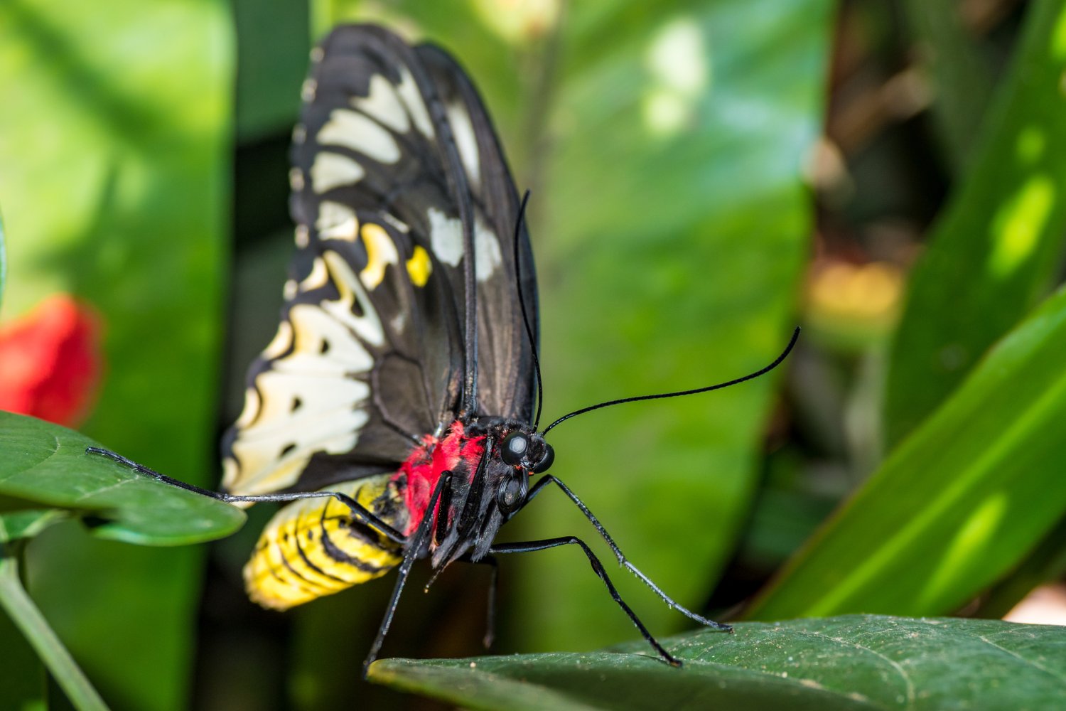 The world’s largest butterfly species is the Queen Alexandra’s birdwing.