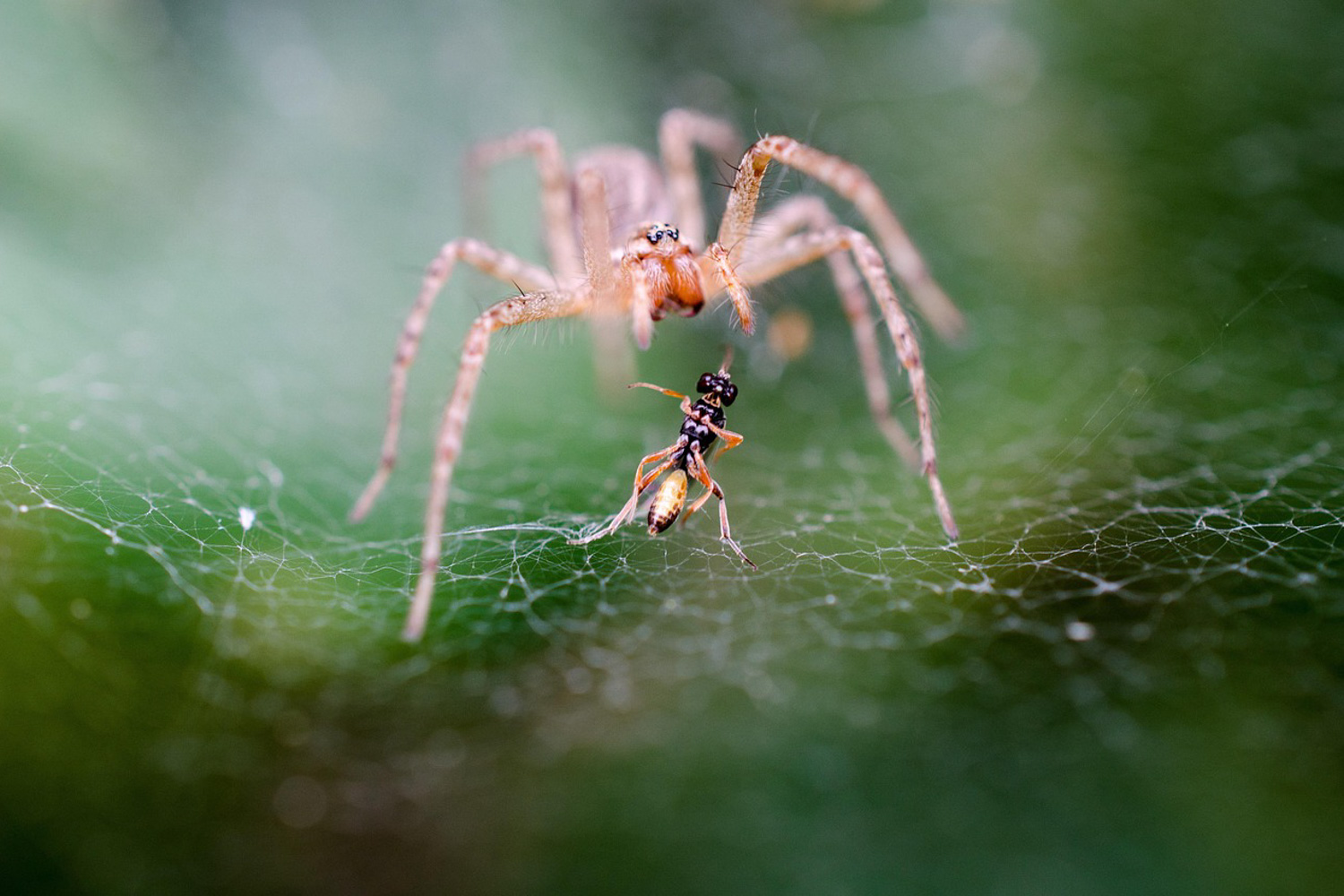 A spider captures an insect trapped in its web.