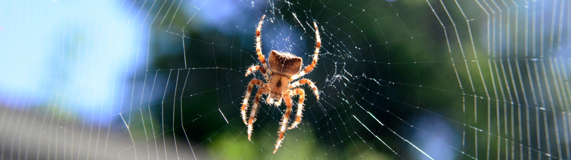 Spider (Araneae)