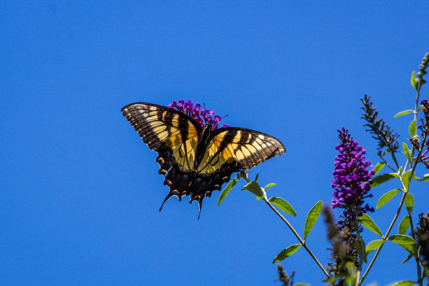 Swallowtails in Cat Tien glide boldly along bright forest trails.