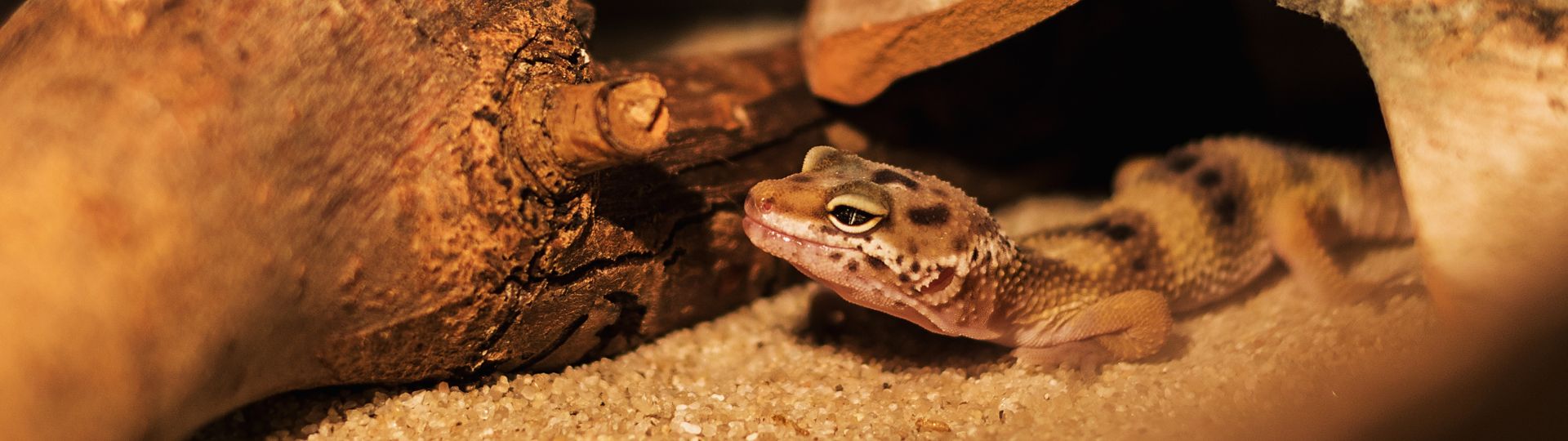 Tokay Gecko (Gekko gecko)