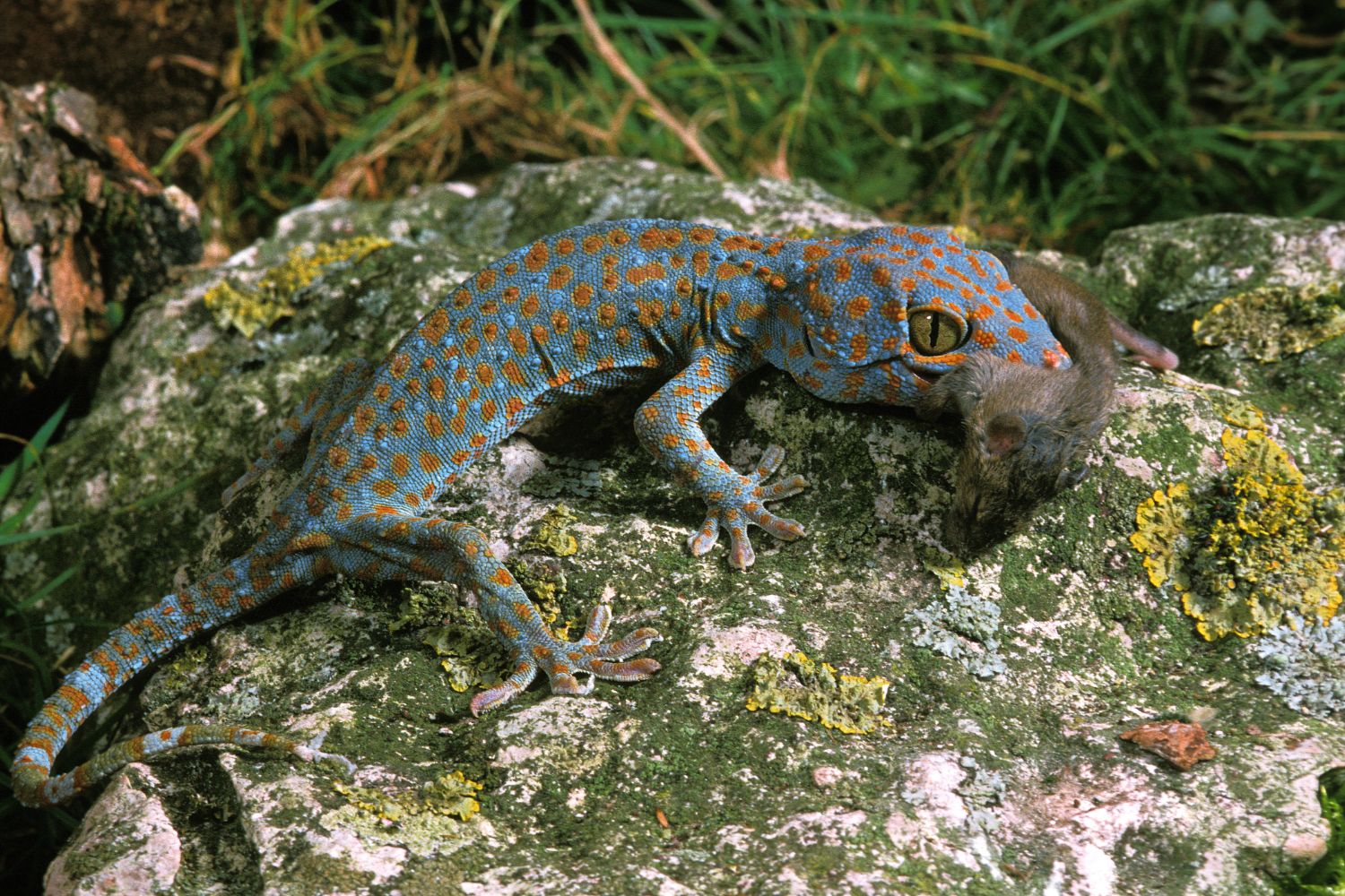 Tokay geckos feed mainly on insects and small vertebrates.