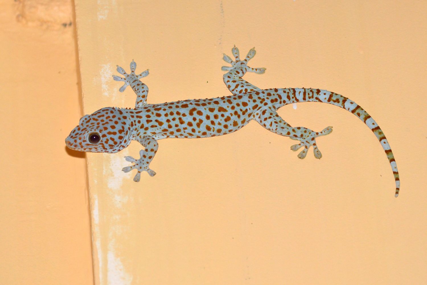 Vietnam hosts many strong Tokay gecko populations.